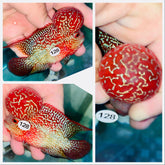 SB Monster HeadFlowerhorn - 128